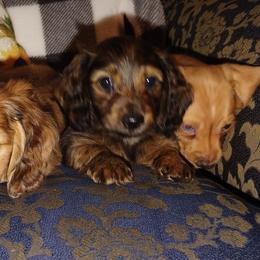 Dachshunds from DMC Dachshunds