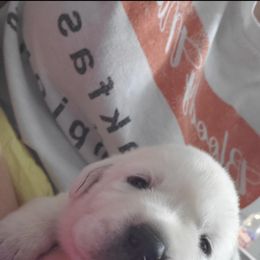 Labrador Retriever Puppies from Texas Finest English Labradors