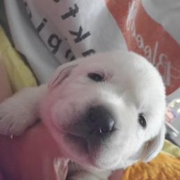 Labrador Retriever Puppies from Texas Finest English Labradors