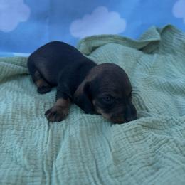 Buzz - Sable male Dachshund puppy in Dyess Afb, Texas from Story Dachshunds