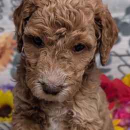 Goldendoodles and Golden Retrievers from Top Gun Golden Retrievers