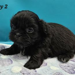 Boy 1 - Black male Shih Tzu puppy in Oakville, Washington from Garrard Creek Shih Tzus