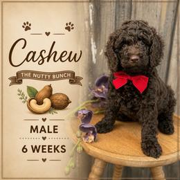 Cashew - Chocolate male Goldendoodle puppy in Miami, Florida from Jade’s Paws & Co. Of Miami LLC