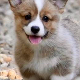 Labrador Retrievers and Pembroke Welsh Corgis from Gainesfield Labradors and Pembroke Welsh Corgis