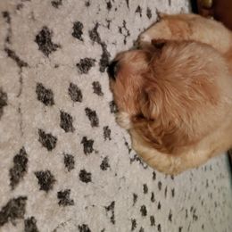 Goldendoodle Puppies from Soule Buddies