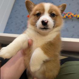 Boy 2 - Mr Brown - White and red male Pembroke Welsh Corgi puppy in Milton, Florida from Milton Corgis