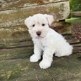 Aura - Wheaten female Miniature Schnauzer puppy in Clover, South Carolina from Bobo’s Babies Kennels