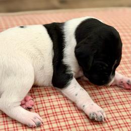 Johanna - Black and white female German Shorthaired Pointer puppy in Hot Springs, Virginia from Thunder Mountain Gun Dogs