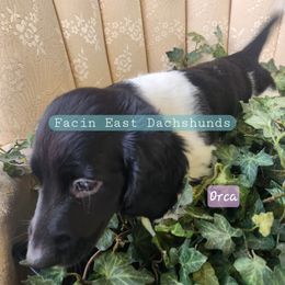 Orca - Piebald female Dachshund puppy in Selma, North Carolina from Facin East Dachshunds