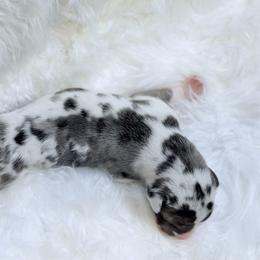 Vecna - Harlequin male Great Dane puppy in Montgomery, Texas from KD Sweet Southern Danes