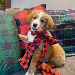 Bernedoodle Puppies from Pitter Patter Puppies NJ