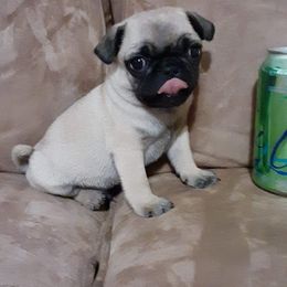 Pugs and Shichons from FURREVER FRENZ