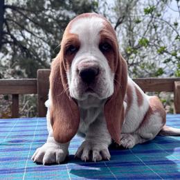 Stewart - male Basset Hound puppy in Scottsbluff, Nebraska from On My Way 2U Acres