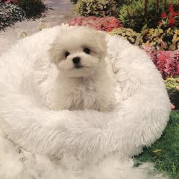 Rosie - White female Maltese puppy in North Myrtle Beach, South Carolina from Perfect Puppies