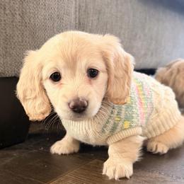 Melly - Cream female Dachshund puppy in Ville Platte, Louisiana from Cajun Pawfection