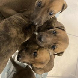 Greyhound Puppies from Trapple's Custom K-9's