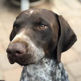 German Shorthaired Pointers from Royale  German Shorthaired Pointers