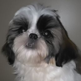 Girl 5 - Red and white female Shih Tzu puppy in Buxton, Maine from Shih Tzu Junction
