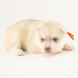 Maple (Orange) - Delivery Available - Red and white male Siberian Husky puppy in Tracy, California from Limitless Huskies