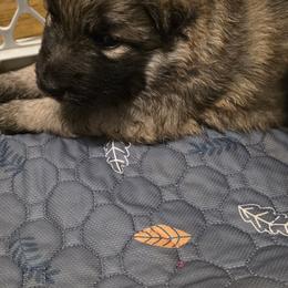 Ms Maroon - Fawn sable female Shiloh Shepherd puppy in Okemah, Oklahoma from Shining Stars Shilohs