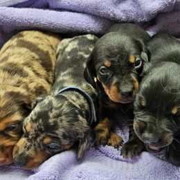 Dachshund Puppies from Ck Dashing Kennels