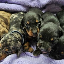 Dachshund Puppies from Ck Dashing Kennels