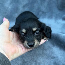 Girl 1 - Black and cream female Dachshund puppy in Martinsville, Virginia from Rea's Doxies