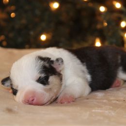 Puff - Black and tan male Pembroke Welsh Corgi puppy in Leonard, Texas from Southern Rose Corgis