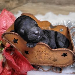 Rosie - Black female Goldendoodle puppy in Woodburn, Indiana from DNLS Doodle Puppies