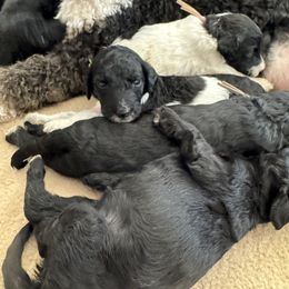 Goldendoodle Puppies from Summer Sun Doodles