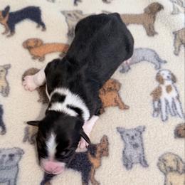 Blitzen - Black tri-color male Australian Shepherd puppy in Harrah, Oklahoma from Kamm's Aussies