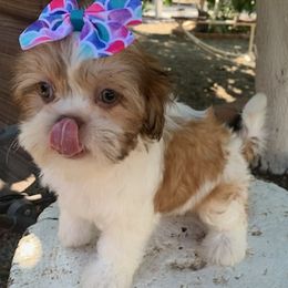 Shih Tzus and Yorkshire Terriers from Crystal's Shih Tzus and Yorkies