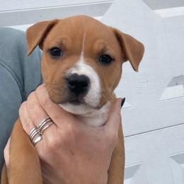 Cupid See Videos - Red female American Staffordshire Terrier puppy in Marietta, Georgia from Ambition Amstaffs