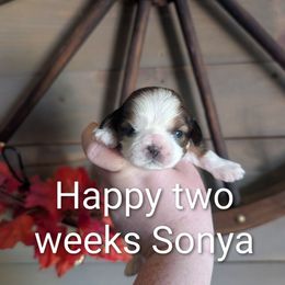Sonya - Tricolor female Shih Tzu puppy in Poultney, Vermont from Morgan's Shih Tzus