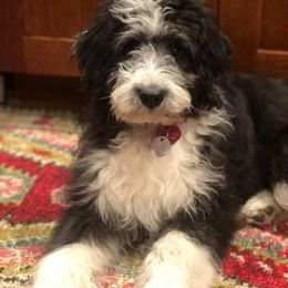 Aussiedoodle, Australian Shepherd, and Toy Australian Shepherd Puppies from Tumblin T Aussies and Aussiedoodles