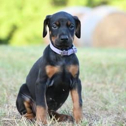 Echo - Black and rust female Doberman Pinscher puppy in Overton, Texas from Obsidian Kennel