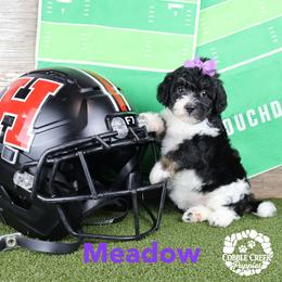 Fritter - Black and white female Bernedoodle puppy in Heyworth, Illinois from Cobble Creek Puppies