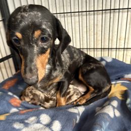 Piplet - Dachshund