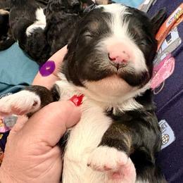 Purple collar girl - Tri-color female Bernedoodle puppy in Lake, Michigan from 3 King Doodles & Poodles