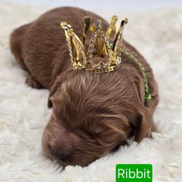 Ribbit - Red  male Goldendoodle puppy in Neillsville, Wisconsin from Granton Creek