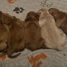 Girl 2 - Light golden female Golden Retriever puppy in Harrisburg, North Carolina from Bunn Ranch Goldens & Bernese