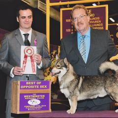 Australian Shepherds and Swedish Vallhunds from SunFire Kennel