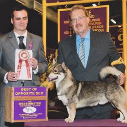 Australian Shepherds and Swedish Vallhunds from SunFire Kennel