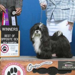 Havanese from Hermosa Havanese