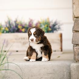 Woody - Red tri male Miniature Australian Shepherd puppy in Pocatello, Idaho from R Heart Mini Aussies