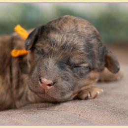 Kingman - Merle male Cockapoo puppy in Connersville, Indiana from Deaz Doodle Ranch