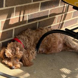 Phoenix - Poodle