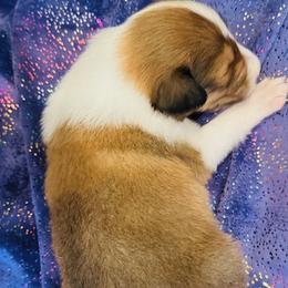 Boy 1 - Scottish Collie puppy in Rapid City, South Dakota from Sundance Scottish-Colleys