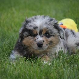 Border Collie, English Setter, and Miniature American Shepherd Puppies from First Harmony Farms