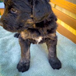 Bernedoodle and Siberian Husky Puppies from Timberline Paws
